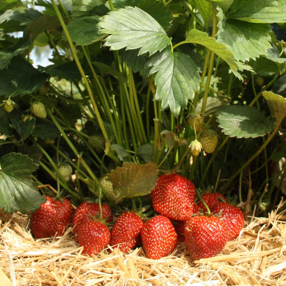 Erdbeerpflanze "Seng